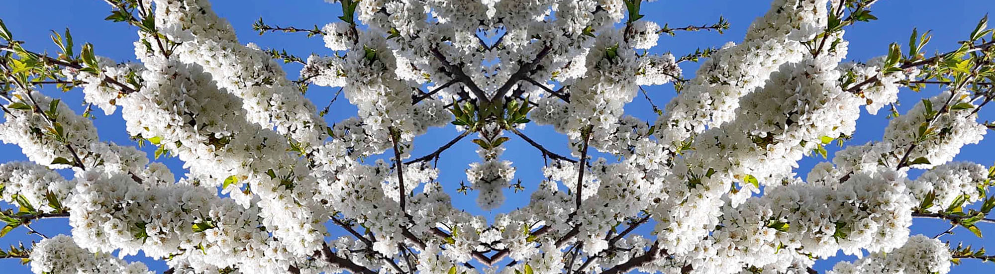 Kirschblüte Kirschblüte